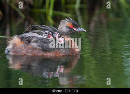 Slavonie adultes Grèbe esclavon (Podiceps auritus) Nager avec les poussins dans un lac. Banque D'Images