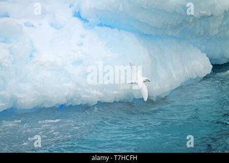 Pétrel des Neiges (Pagodroma nivea) en vol au dessus de l'océan Atlantique sud au large de l'Antarctique. En face d'une couleur bleu iceberg. Banque D'Images