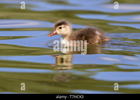 Nette rousse (Netta rufina), seul jeune dans l'eau Banque D'Images