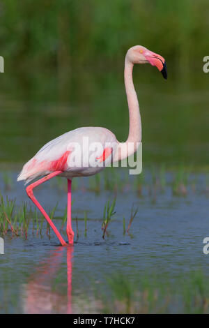 Passage à gué de Flamingo dans le marais en Italie Banque D'Images