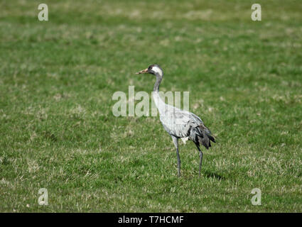 Deuxième hiver Grue cendrée (Grus grus) debout et vu de profil. Banque D'Images