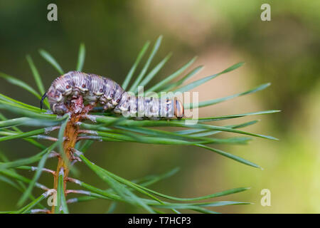 Pinastr Hawk-Moth Pin, Sphinx, Kiefernschwärmer, Allemagne, les larves Banque D'Images