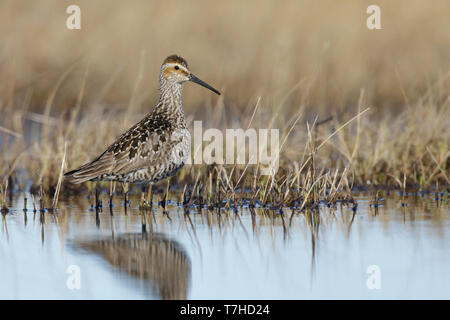 Bécasseau à échasses adultes (Calidris himantopus) dans la toundra de Churchill, Manitoba, Canada. Banque D'Images