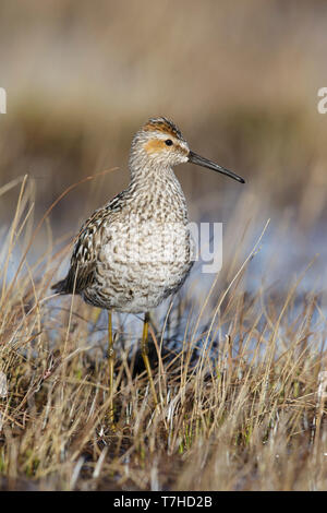 Bécasseau à échasses adultes (Calidris himantopus) dans la toundra de Churchill, Manitoba, Canada. Banque D'Images