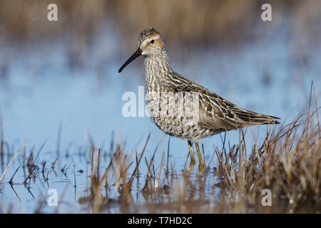 Bécasseau à échasses adultes (Calidris himantopus) dans la toundra de Churchill, Manitoba, Canada. Banque D'Images