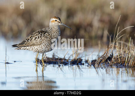 Bécasseau à échasses adultes (Calidris himantopus) dans la toundra de Churchill, Manitoba, Canada. Banque D'Images