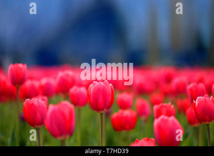 Photo de champ de printemps avec tulipes rouges dans le parc Banque D'Images