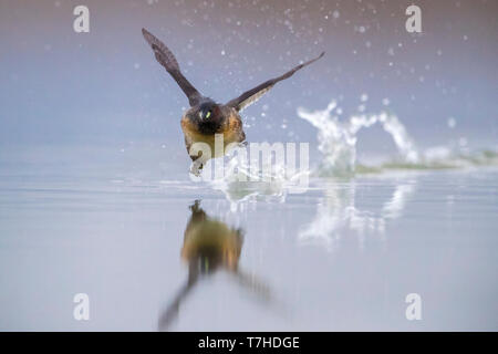 Grèbe castagneux (Tachybaptus ruficollis) s'exécutant sur une eau d'un petit lac italien. Banque D'Images