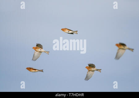 Hivernage du cinq Twite (Carduelis flavirostris flavirostris) en vol, de l'Allemagne. Vue du dessous. Banque D'Images