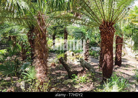 Fern Dell au Mount Edgcumbe Park, une zone de palmiers et de fougères avec un endroit de repos pour les animaux domestiques Banque D'Images