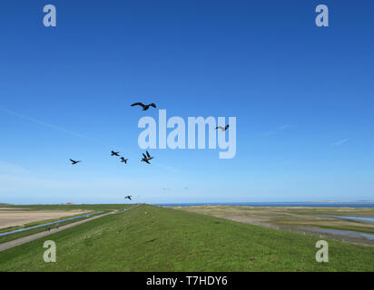 La Bernache cravant (Branta bernicla) survolant une digue à la côte de la mer des Wadden de Texel, une île néerlandaise dans le nord des Pays-Bas. Banque D'Images