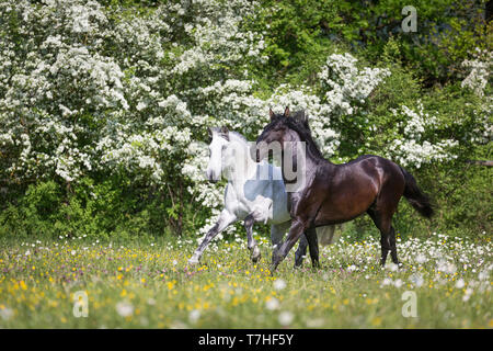 Cheval Espagnol pur, andalou. Hongre aveugle et son ami un jeune étalon noir galopant sur une prairie en fleurs. La Suisse Banque D'Images