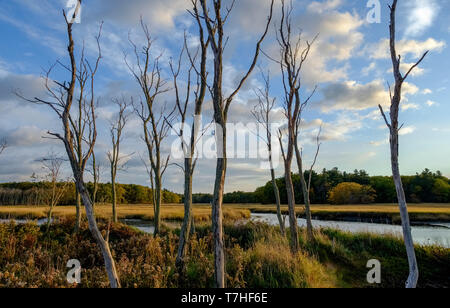 Arbres morts dans le Marais Scarborough, Maine Banque D'Images