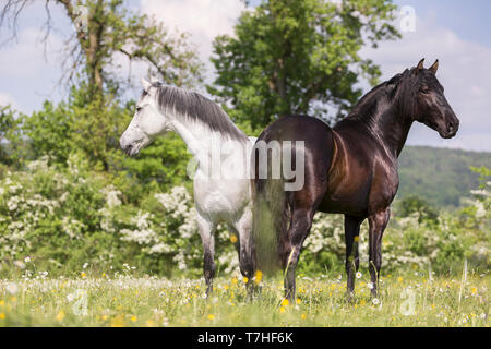 Cheval Espagnol pur, andalou. Hongre aveugle et son ami un jeune étalon noir debout sur une prairie en fleurs. La Suisse, Banque D'Images