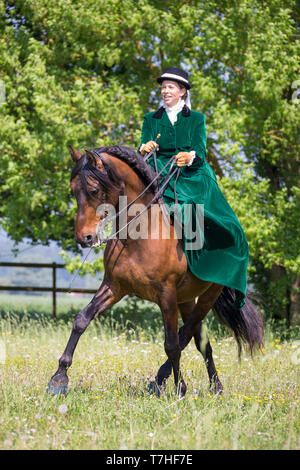 Pura Raza Espanola, andalou. Rider avec costume et sidesaddle montrant un demi-col en trott. La Suisse Banque D'Images