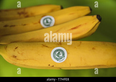 Les bananes d'Équateur étiquetés avec le sceau Rainforest Alliance Certified. Banque D'Images