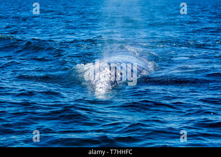 / La baleine grise Baleine grise (Eschrichtius robustus) sur leur voyage migratoire à la Basse-Californie, avec des lagunes que leur reproduction en hiver. Banque D'Images