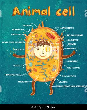 Cartoon vector illustration de la structure de cellules animales. Illustration montrant l'anatomie de la cellule animale Illustration de Vecteur
