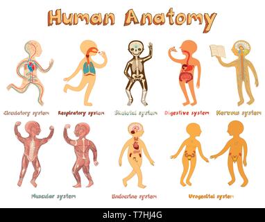 L'illustration d'enseignement de l'anatomie humaine, les systèmes d'organes pour les enfants. Cute vector cartoon poster avec titre de systèmes d'organes. Illustration de Vecteur