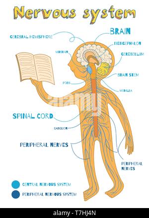 Système Nerveux humain pour les enfants. Vector cartoon illustration couleur. Les droits de l'Europe centrale et de l'anatomie du système nerveux périphérique. Illustration de Vecteur