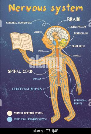 Système Nerveux humain pour les enfants. Vector cartoon illustration couleur. Les droits de l'Europe centrale et de l'anatomie du système nerveux périphérique. Illustration de Vecteur