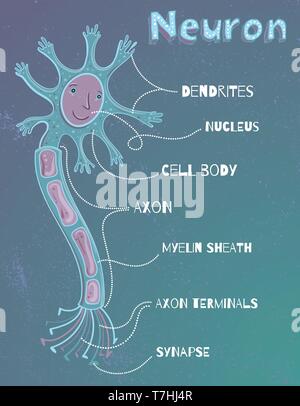 Vector illustration de la structure des droits de l'neurone. Les dessins animés pour enfants photo. Illustration de Vecteur