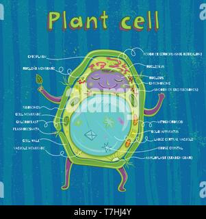 Cartoon vector illustration de la structure de cellule végétale. Illustration montrant l'anatomie cellulaire végétale Illustration de Vecteur