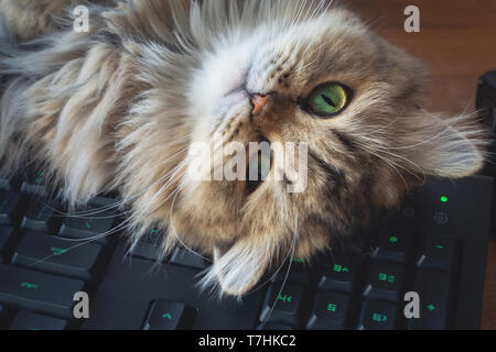 Lazy cat chaton persan chinchilla noir dormir plus de clavier de l'ordinateur sur la table de travail en bois au bureau à domicile le lundi matin. Banque D'Images