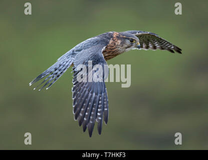 Merlin, Falco columbarius, homme, en vol, contre l'arrière-plan flou, Haworth, West Yorkshire Banque D'Images