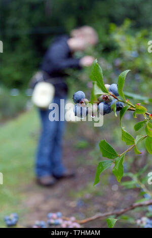 Une jeune femme mûres bleuets montagne picks humides de rosée sur un matin au début de l'été Banque D'Images