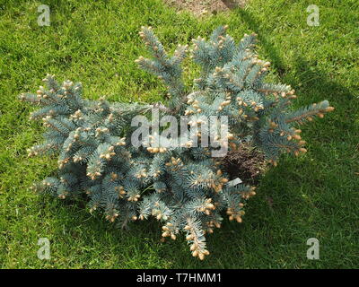 Picea pungens 'Globosa', ou l'épinette du Colorado, pin ou aiguilles bleu glauques avec Bush Banque D'Images