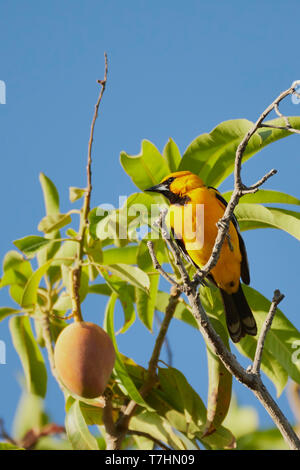 Streak de secours, l'Oriole Icterus pustulatus, en manguier, province de Guanacaste, Costa Rica, Amérique Centrale Banque D'Images