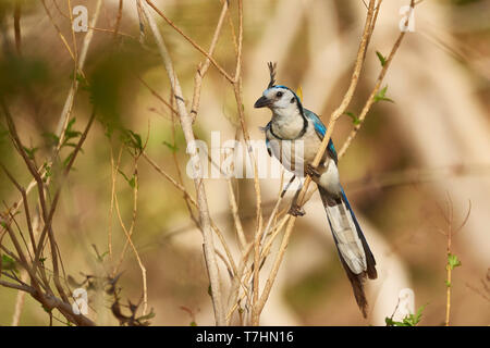 White-throated Magpie-Jay, Calocitta formosa, province de Guanacaste, Costa Rica, Amérique Centrale Banque D'Images