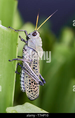 L'Est de l'adultes, Romalea microptera Lubber Grasshopper, sur lily leaf, province de Guanacaste, Costa Rica, Amérique Centrale Banque D'Images