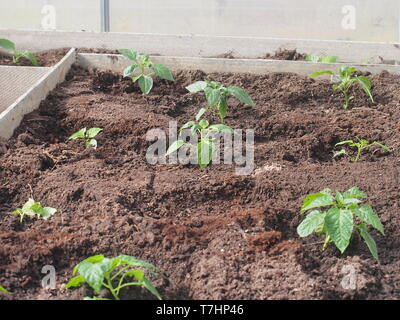 Jeunes pousses de poivre, plantées dans les lits dans la serre. L'agriculture. Olericulture. Banque D'Images