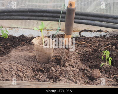 Les semis de courgettes dans une coupe de la tourbe. À côté de la cuvette, bloqué l'écope. Olericulture. Banque D'Images