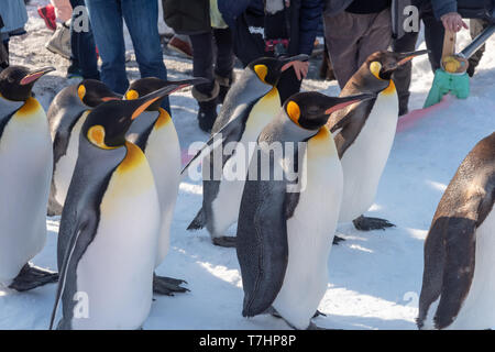 La Ville d'Asahikawa, Hokkaido, Japon. 20 févr. 2019 : Penguin Parade marche montrer sur neige au Zoo d'Asahikawa à Hokkaido au Japon en hiver. Banque D'Images