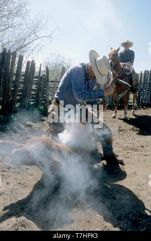 Une marque sur un veau Texas ranch (MR) Banque D'Images