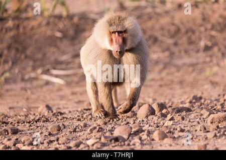 L'Éthiopie et de la vallée du Rift, affleurante, le babouin Hamadryas (Papio hamadryas), mâle dominant Banque D'Images