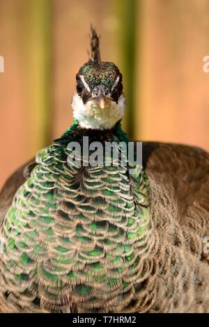 Portrait d'un peahen regardant la caméra Banque D'Images