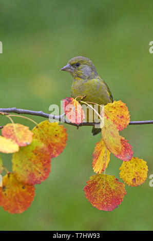 1944 Verdier (Carduelis chloris), février 2005, Anjalankoski, Finlande Banque D'Images