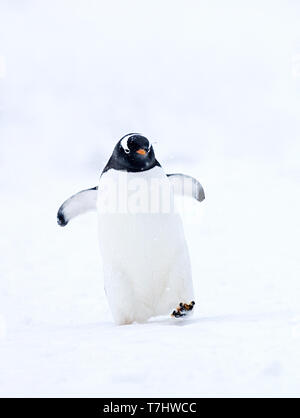 Gentoo pingouin (Pygoscelis papua) sur Brown Bluff beach dans l'Antarctique. Marcher dans la neige fraîche. Banque D'Images