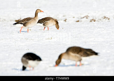 Oies cendrées (Anser anser) hivernant dans les Pays-Bas. Debout sur un couvert de neige Dutch pré. Banque D'Images