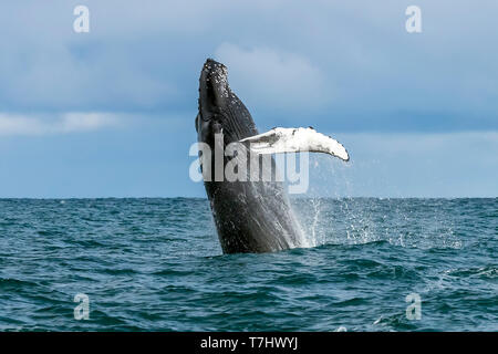 L'Atlantique Nord Humpback Whale breaching près du bateau en Húsavík, Islande. Le 24 août 2018. Banque D'Images