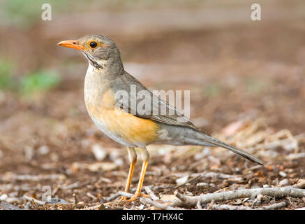 Kurrichane Thrush (Turdus libonyana) Comité permanent sur le terrain, dans un camp de safari dans le parc national Kruger en Afrique du Sud. Vue latérale d'un des oiseaux adultes. Banque D'Images