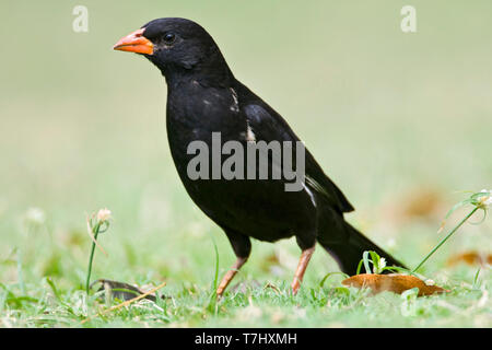 À bec rouge mâle-Buffalo weaver (Bubalornis niger) debout sur une pelouse verte dans un camp de safari dans le parc national Kruger en Afrique du Sud. Vue latérale d'un st Banque D'Images