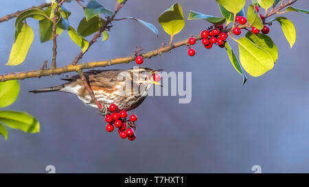 Première de l'hiver (Turdus iliacus Redwing iliacus) assis dans un arbre à Bruxelles, Brabant, Belgique. Banque D'Images