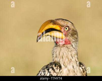 Le sud de l'Yellow-Billed Hornbill (Tockus leucomelas) Comité permanent sur le terrain, dans un camp de safari dans le parc national Kruger en Afrique du Sud. Banque D'Images