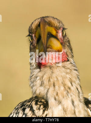 Le sud de l'Yellow-Billed Hornbill (Tockus leucomelas) Comité permanent sur le terrain, dans un camp de safari dans le parc national Kruger en Afrique du Sud. Gros plan de l'il Banque D'Images