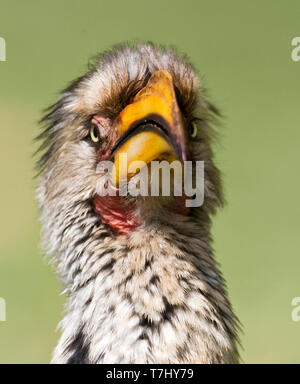 Le sud de l'Yellow-Billed Hornbill (Tockus leucomelas) Comité permanent sur le terrain, dans un camp de safari dans le parc national Kruger en Afrique du Sud. Portrait d'une petite annonce Banque D'Images